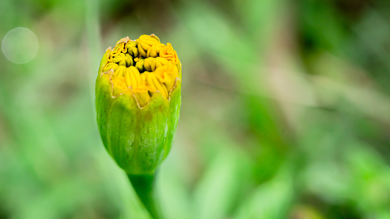 The yellow flowers of Tagetes  erecta,African,American  marigold, starting to bloom, by stem, and background, green, blur, macro