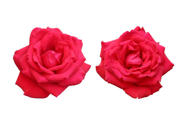 Red rose flowers isolated on white background