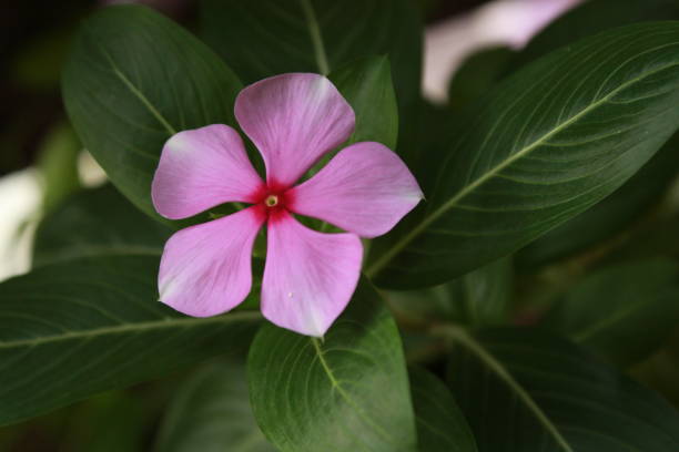 istock A pink flower on a green plant 1649975442