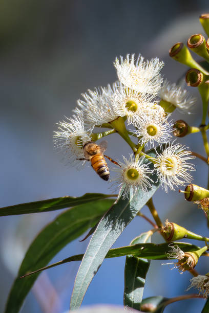 istock Flowering gum tree with lemon coloured blossoms and honey bee 1649988760
