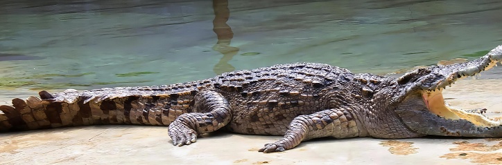 a photography of a crocodile laying on the ground with its mouth open, crocodylus niloticuse, a large crocodile with open mouth.