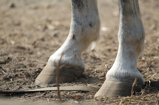 A low angle close-up view of horse’s hooves from behind in mid-air as it jogs.