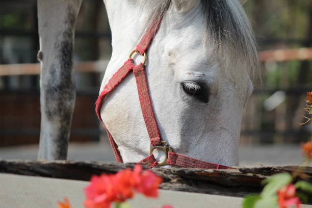 Close up of a bay horse's eye