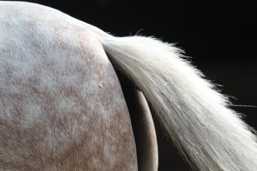 Close up of the horse's tail in white color with blurred background. suitable for horse theme