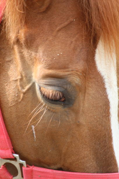 close up of a stallion's head in brown color. close up of a stallion's head in brown color. suitable for horse riding theme. kentucky derby stock pictures, royalty-free photos & images