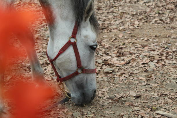 close up of a beautiful white stallion with blurred flower foreground on a sunny morning
