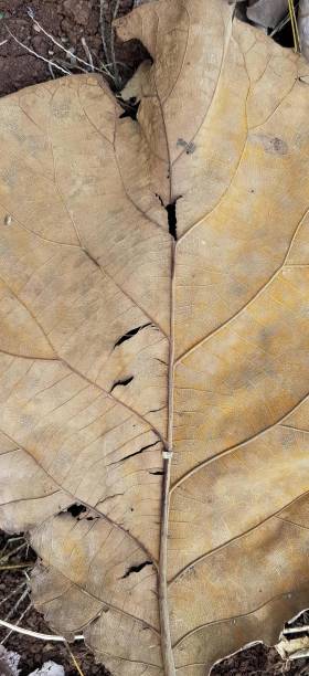 une photographie d’une feuille qui est allongée sur le sol, couleuvre rayée sur une feuille dans la terre avec une feuille morte. - dead body photos et images de collection