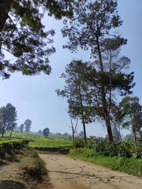 istock Green tea plantation 1650044078