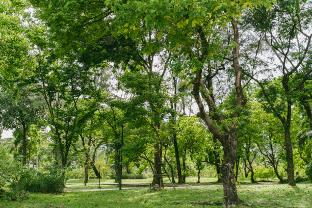 istock Benchakitti Forest Park green forest in Bangkok, Thailand 1650051208