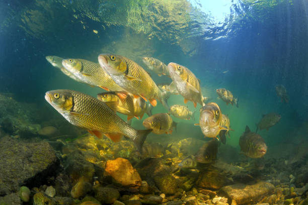 istock Osteichthyes - European grayling, The ide or orfe 1650058696