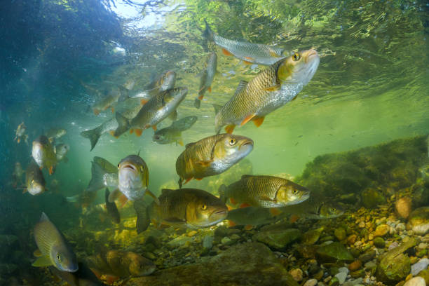 istock Osteichthyes - European grayling, The ide or orfe 1650058699