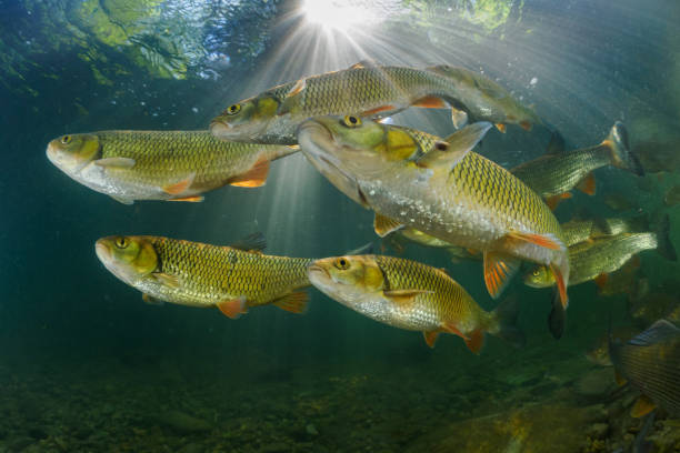 istock Osteichthyes - European grayling, The ide or orfe 1650058855