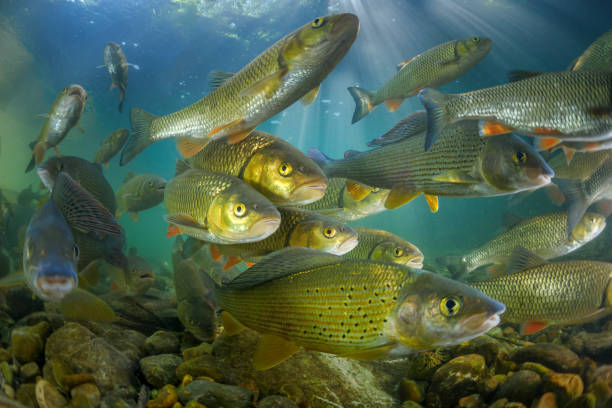 osteichthyes - lipień europejski, ide lub orfe - fishing fishing industry fly fishing river zdjęcia i obrazy z banku zdjęć