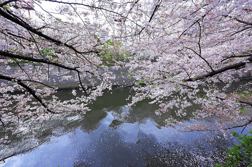 Meguro River Cherry Blossoms in Meguro City, Tokyo, Japan