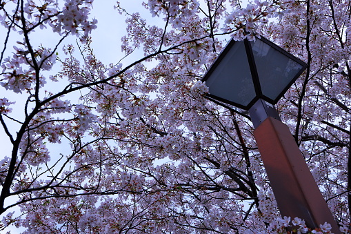 Meguro River Cherry Blossoms in Meguro City, Tokyo, Japan