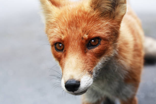 istock Portrait Of A Fox 1650106426