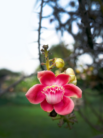 Close up big red flowers name cannonball tree or couroupita guianensis or buddha flower, Sala tree is an auspicious tree associated with the birth and Nirvana of the Buddha