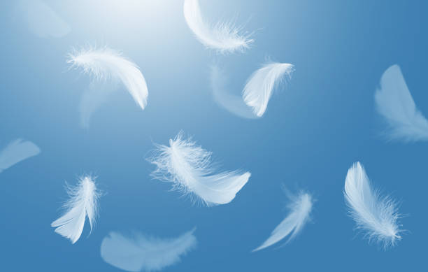 istock Abstract fluffy White Bird Feathers Falling in The Sky. Freedom, Softness Plumage, Feathers Floating in Heavenly. 1650121718