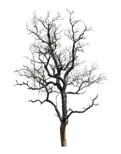 istock Dead tree that are isolated on a white background are suitable for both printing and web pages 1650125775
