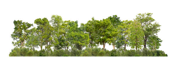istock Green trees isolated on white background forest and summer foliage for both print and web with cut path and alpha channel 1650125852