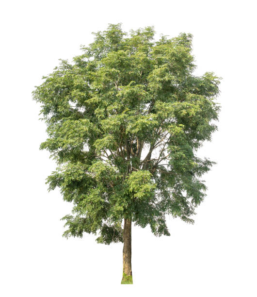 istock Tree that are isolated on a white background are suitable for both printing and web pages 1650125899