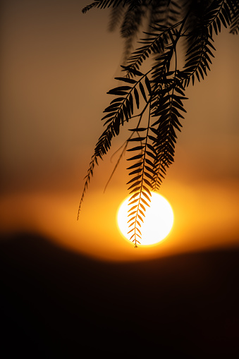 Silhouette of plant at beautiful orange sunset