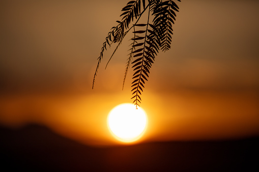 Silhouette of plant at beautiful orange sunset