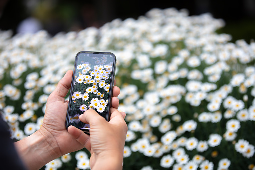 Man is taking a daisy photo with mobile phone at daisy garden.