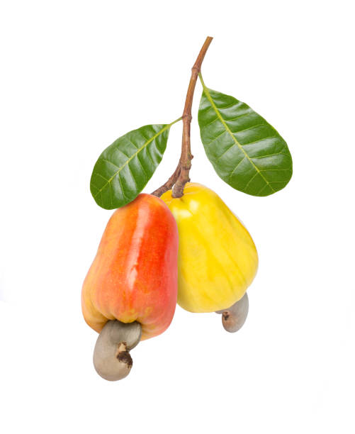 Red and yellow cashew fruit with green leaf hang on tree branch isolated on white