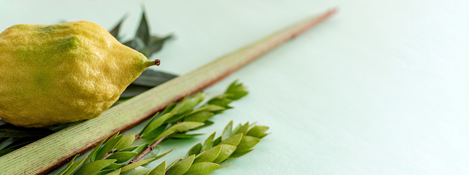 Jewish fall festival of Sukkot. Traditional symbols. The four species, Etrog, lulav, hadas, arava.