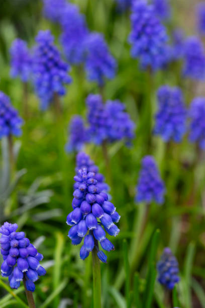 Spring flower Muscari in Prague. Wallpaper. High quality photo