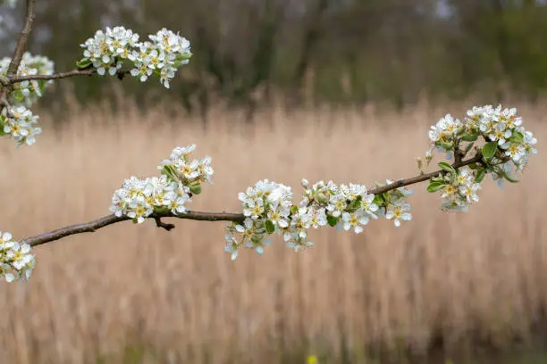 Photo of Blossoming twig of Pear tree