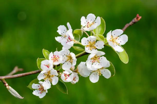 Photo of Blossoming twig of Pear tree