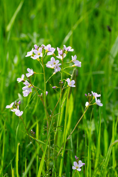 istock Cuckoo flowers in a meadow 1650167191