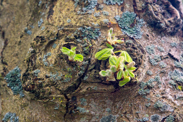 Aesculus hippocastanum