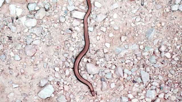 Long red snake crosses rocky terrain.
