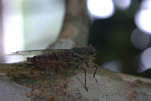 The cicada is small but simgs loudly