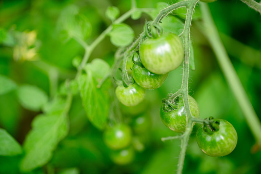 Unripe tomatoes in a greenhouse