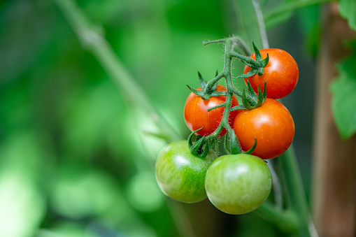 Tomatoes ripening in a greenhouse