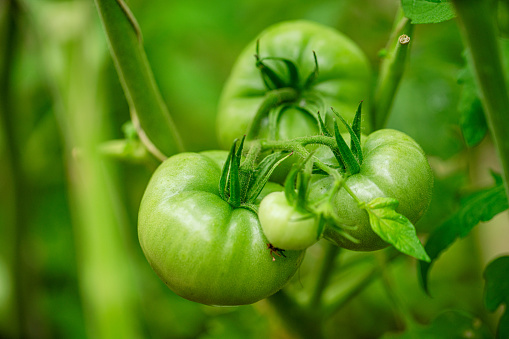 Green tomatoes ripening in a greenhouse