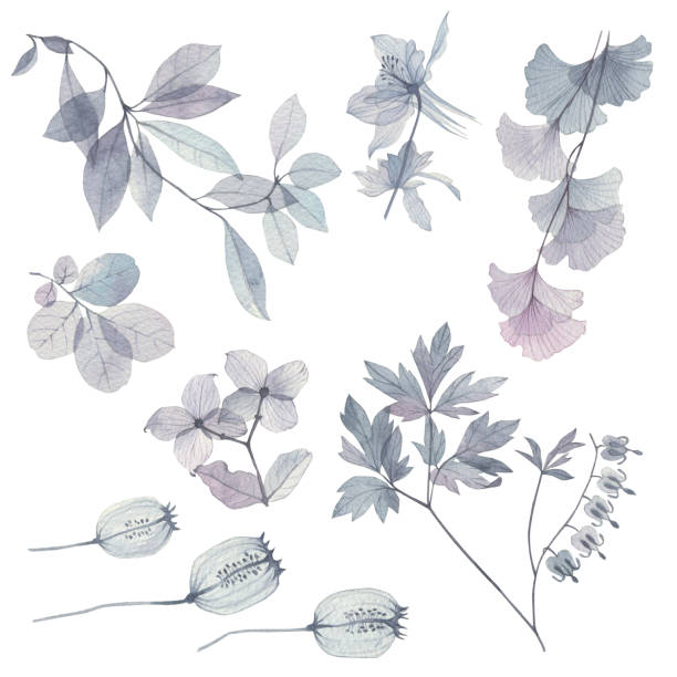 istock Watercolor illustration transparent flowers. Isolated on white background. Gentle drawing in pastel colors, design for a wedding, decoration of a greeting card 1650203175