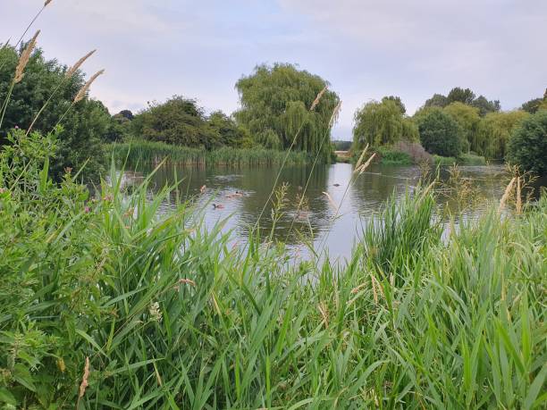 istock ducks in the pond with grass and trees 1650209935