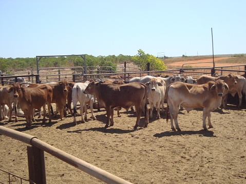 Nice feeder cattle at cattle station