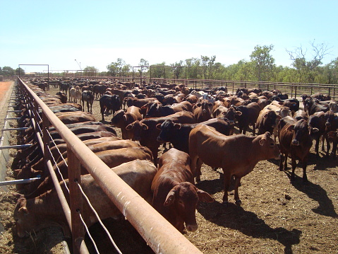 Cattle at the yard