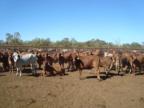 Nice feeder cattle at cattle station