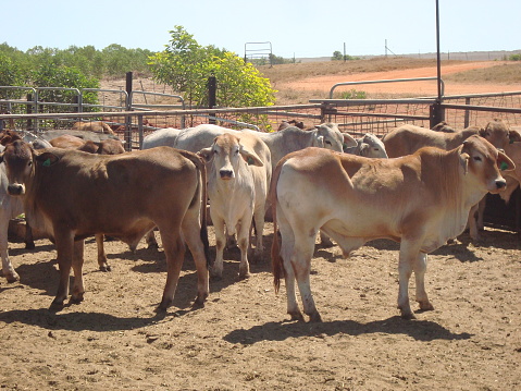 Nice cattle at cattle station