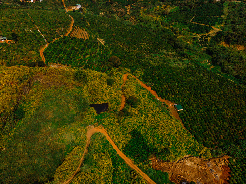 Hills with wild sunflowers blooming brightly and interspersed with hills of Robusta coffee grown in the Southern region of Lam Dong Vietnam, Vietnam landscape seen from above, Lam Dong landscape seen from above