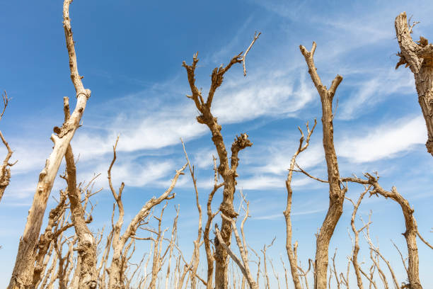 Dead tree trunks in the desert of western China