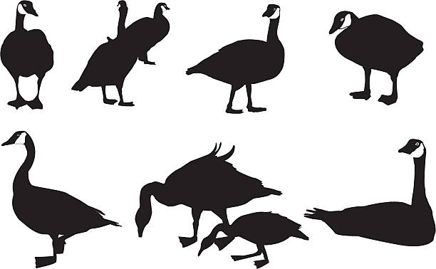 Canada Geese vector art illustration