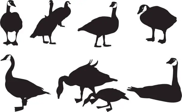 Vector illustration of Canada Geese